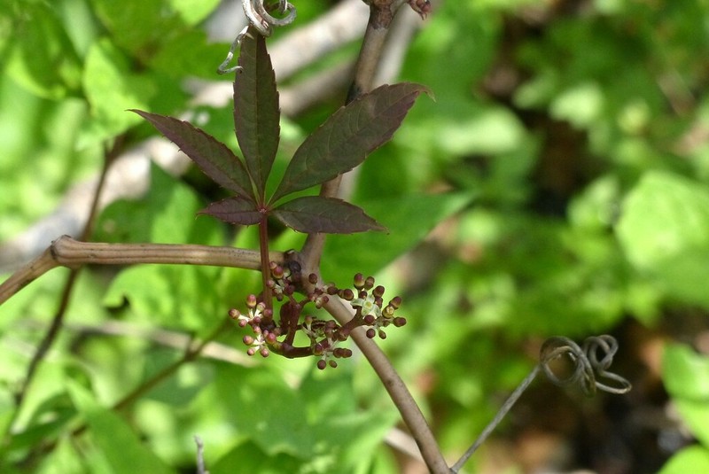 Cissus elongata photo 2