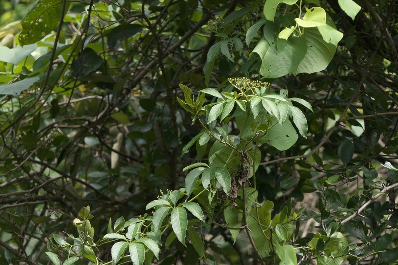 Cissus elongata photo 3