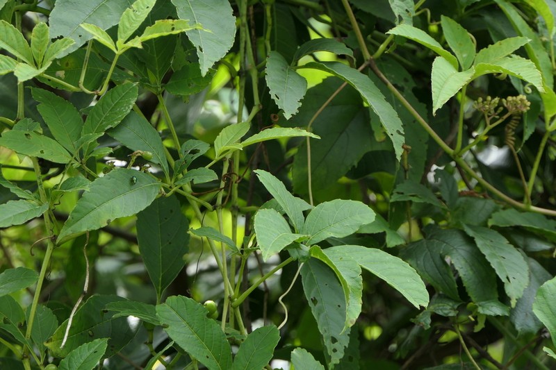 Cissus elongata photo 4