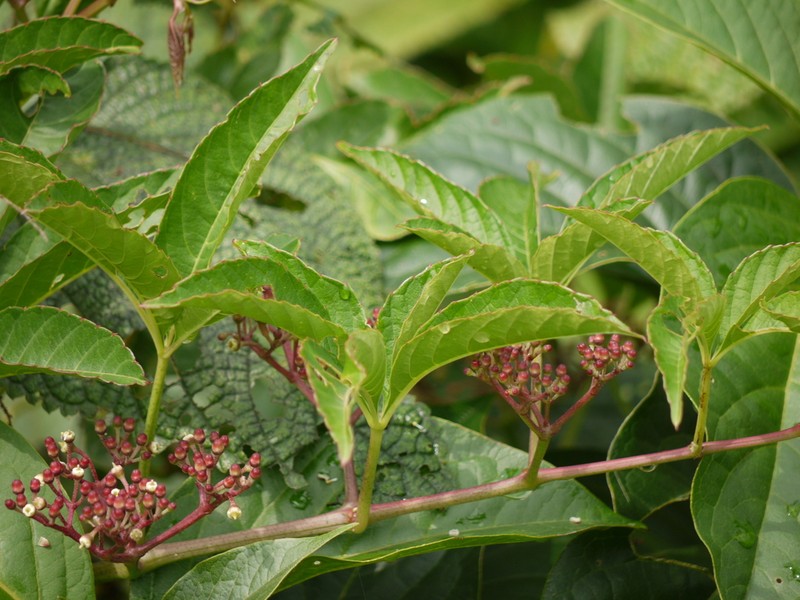 Cissus elongata photo 5