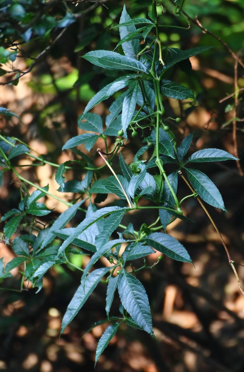 Cissus elongata photo 6