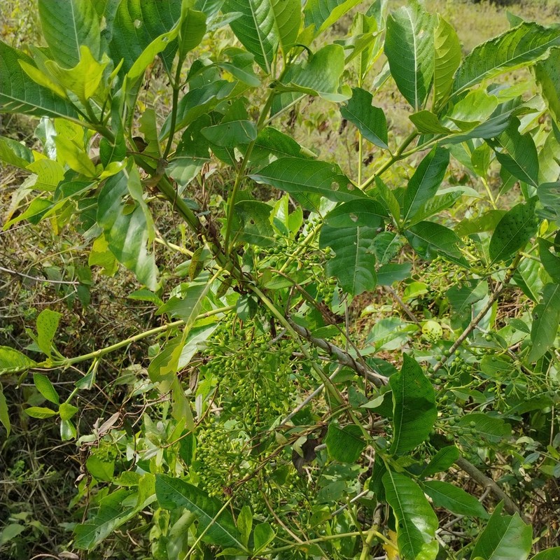 Cissus elongata photo 7