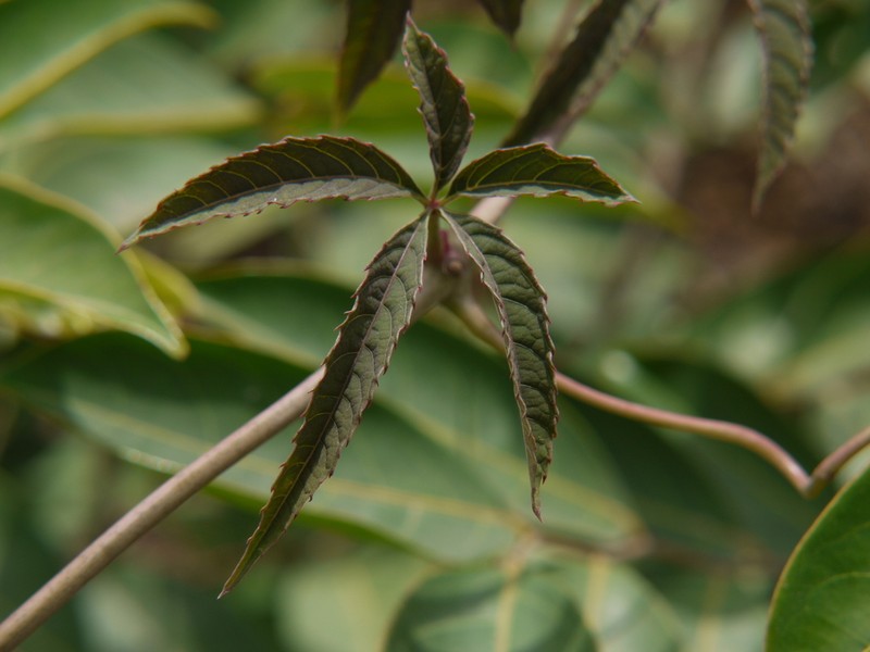Cissus elongata photo 8