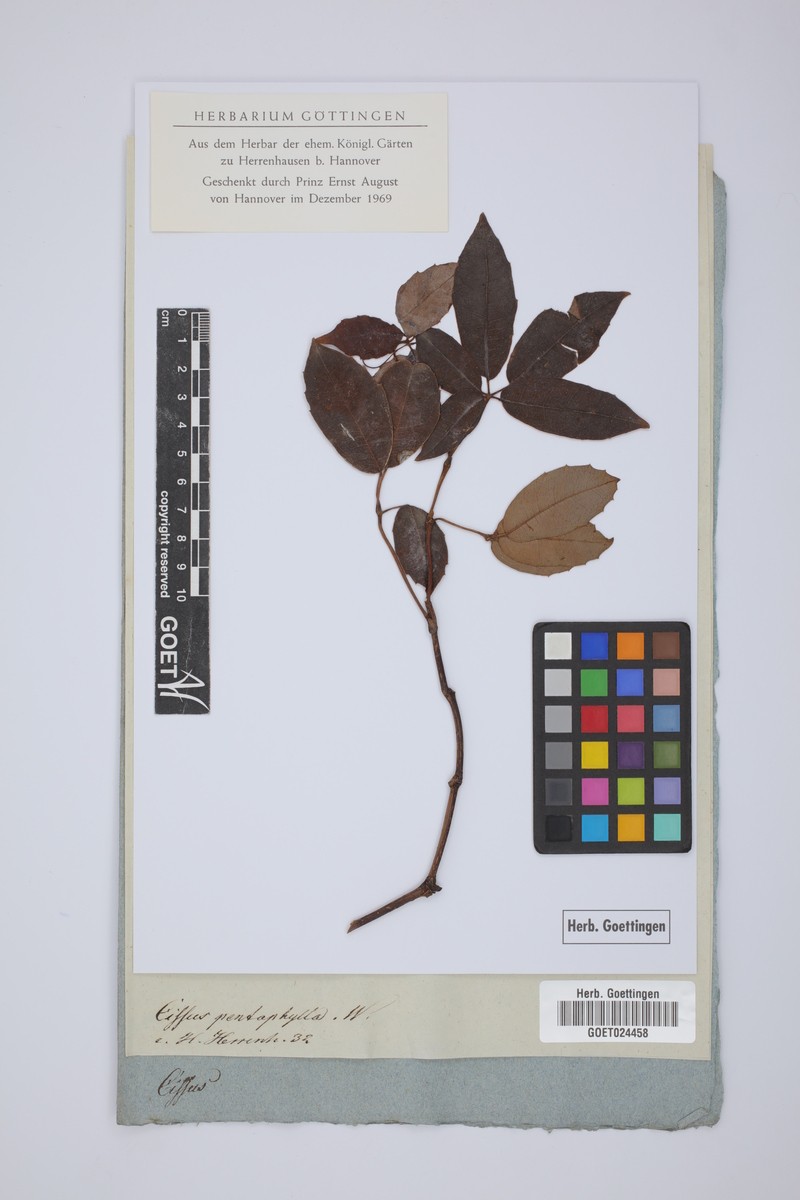 Cissus elongata subsp. elongata