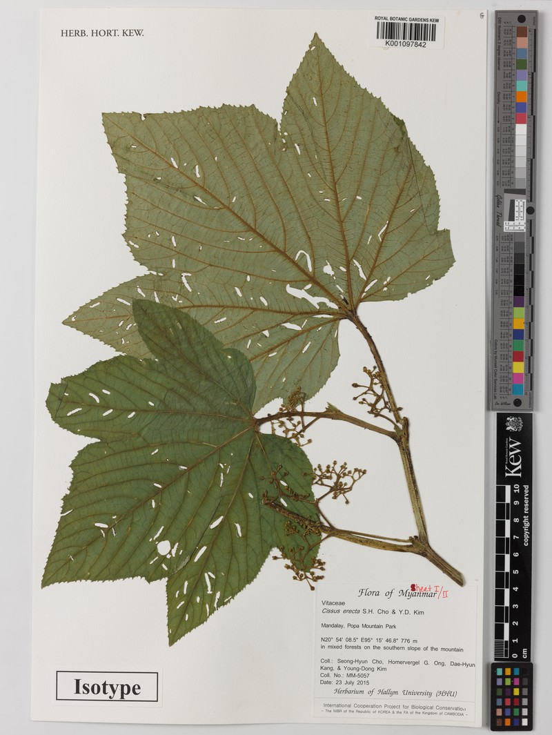 Cissus erecta