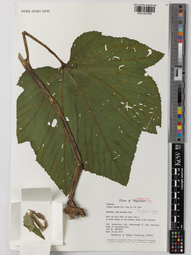 Cissus erecta photo 2