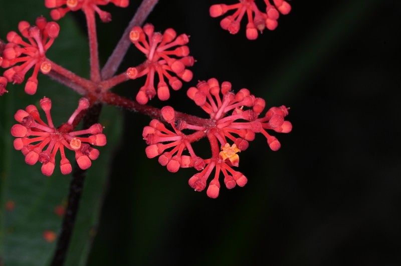 Caro De Tres Hojas photo 7