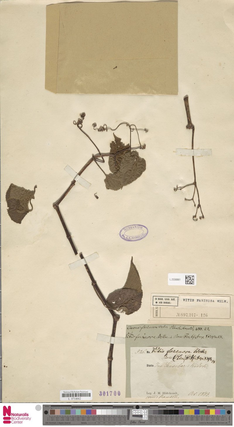 Cissus farinosa