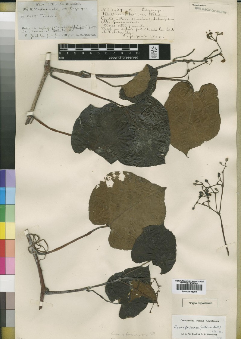 Cissus farinosa photo 2