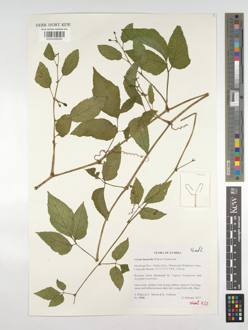 Cissus faucicola