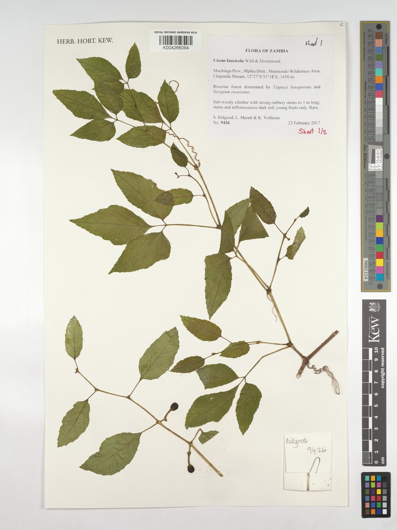 Cissus faucicola photo 2