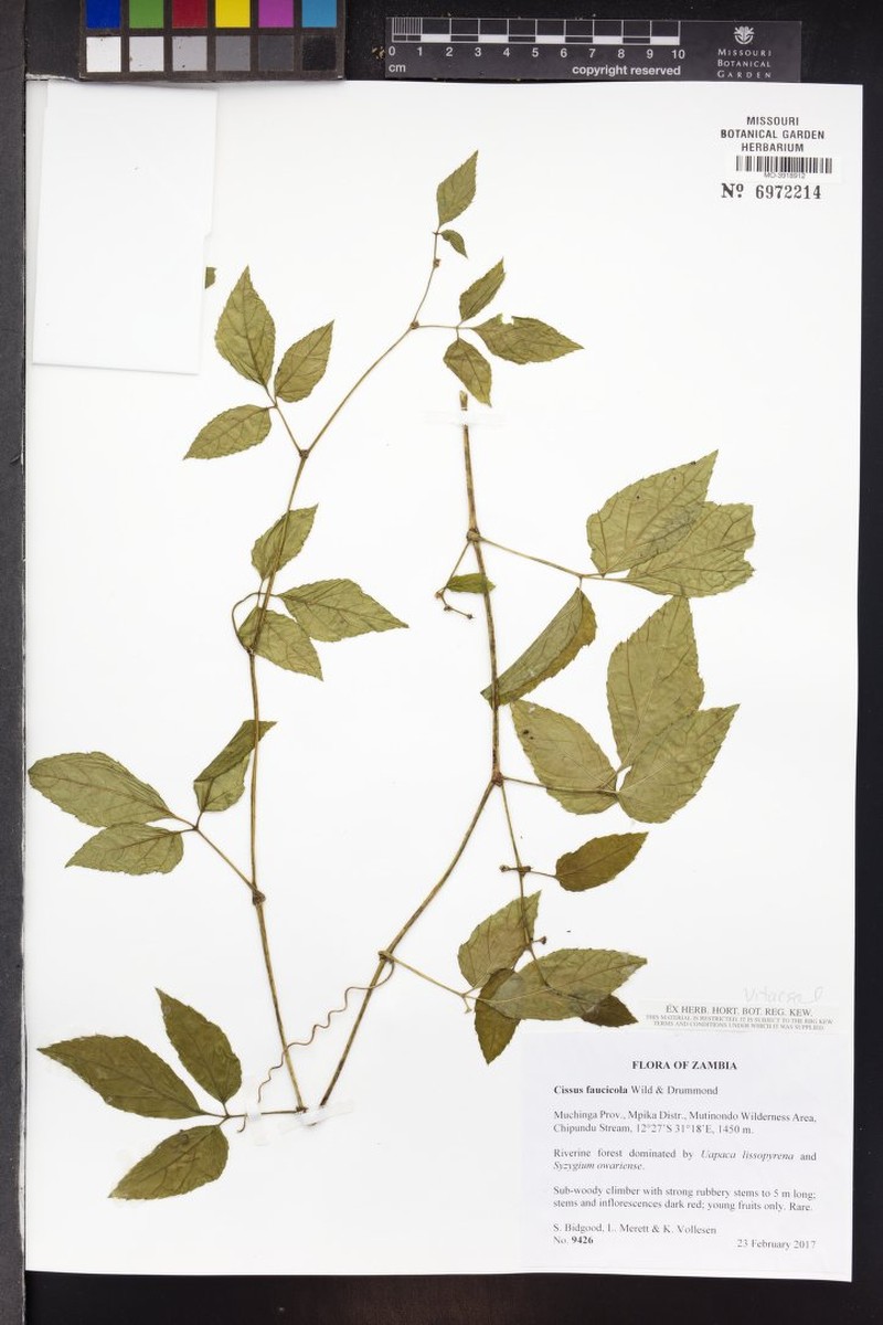 Cissus faucicola photo 3