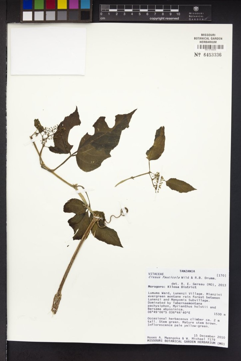 Cissus faucicola photo 4