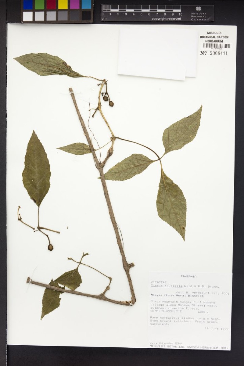 Cissus faucicola photo 5