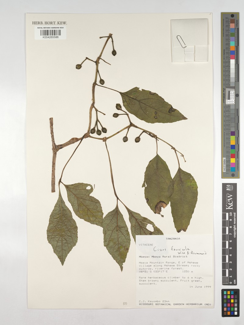 Cissus faucicola photo 6