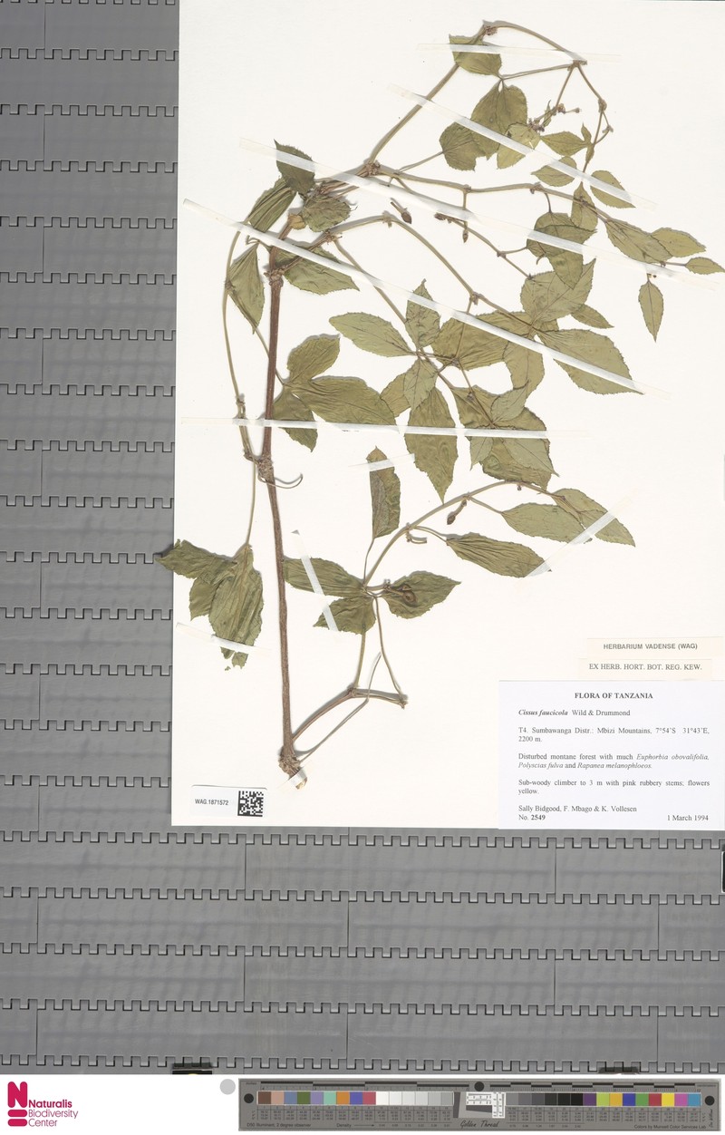 Cissus faucicola photo 7