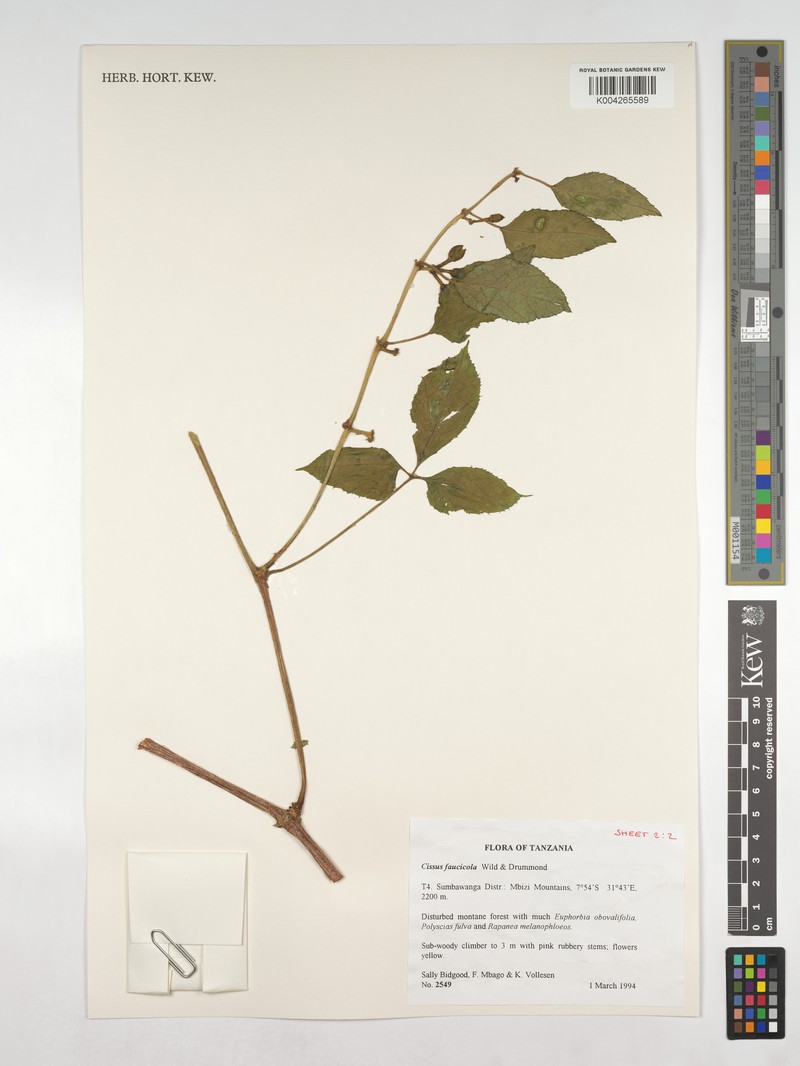 Cissus faucicola photo 8