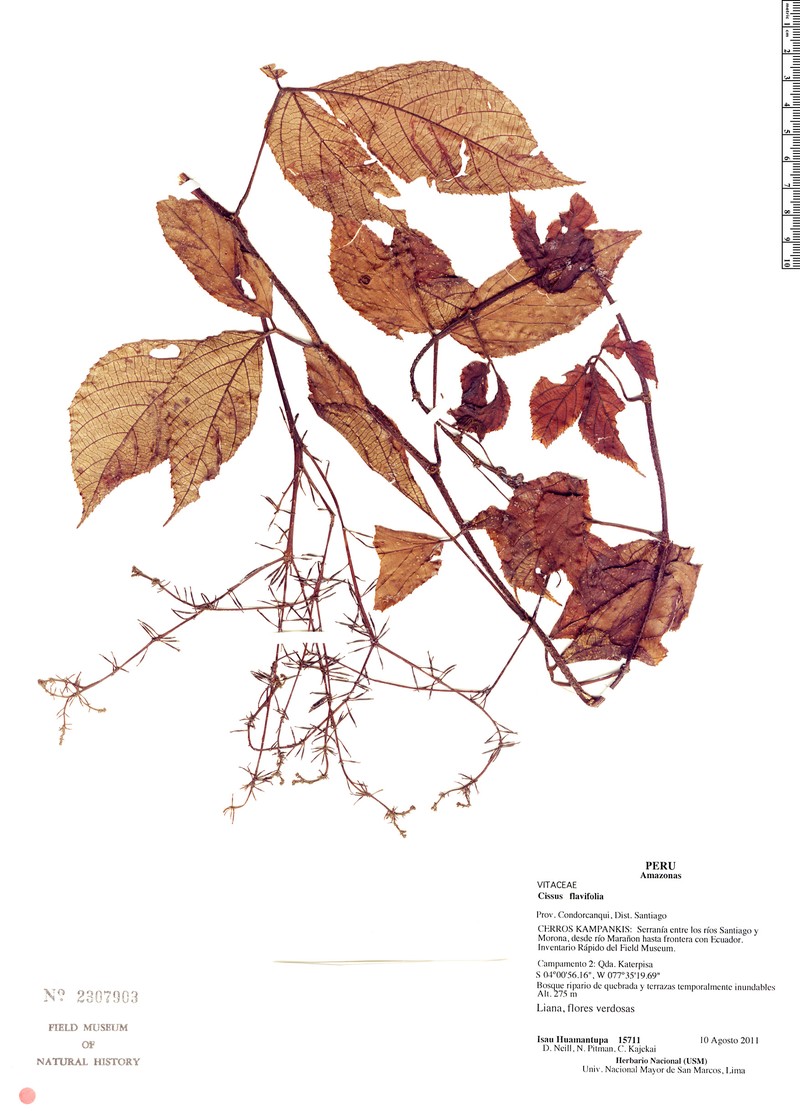 Cissus flavifolia