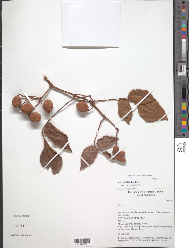 Cissus flavifolia photo 2