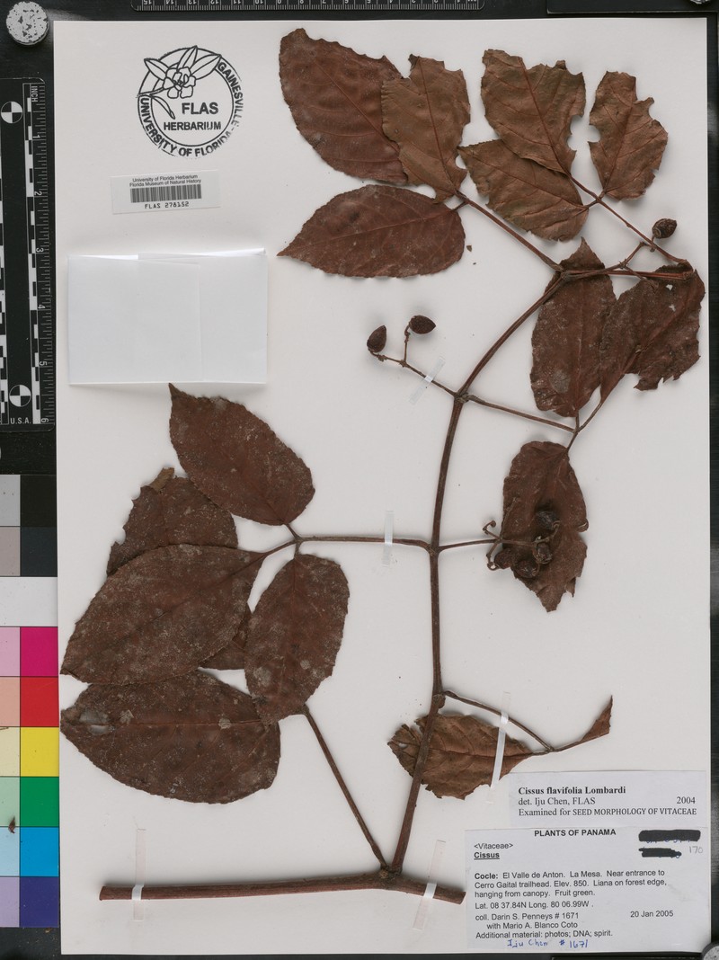 Cissus flavifolia photo 3