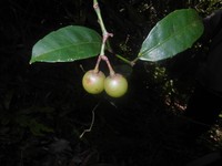 Cissus floribunda