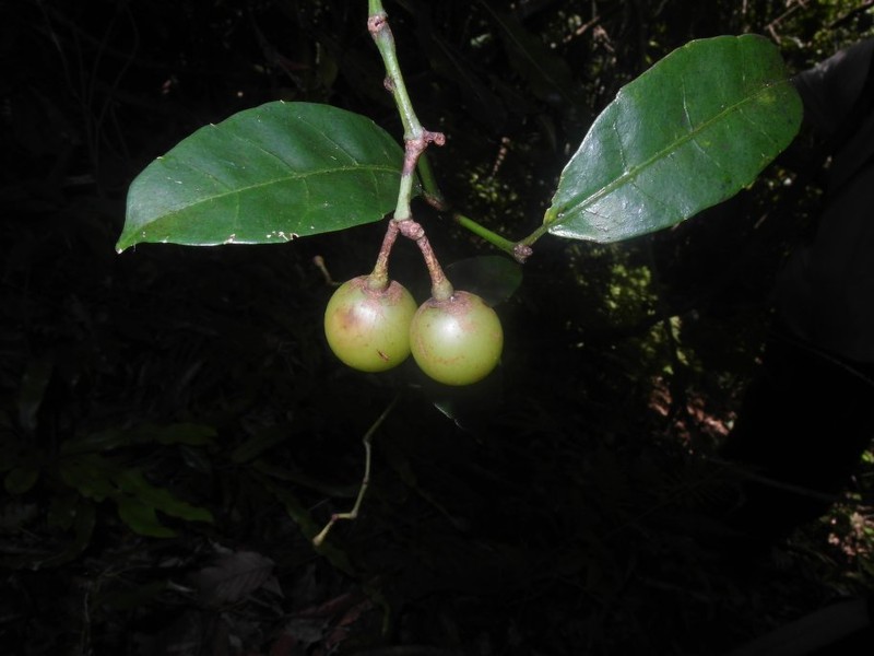 Cissus floribunda
