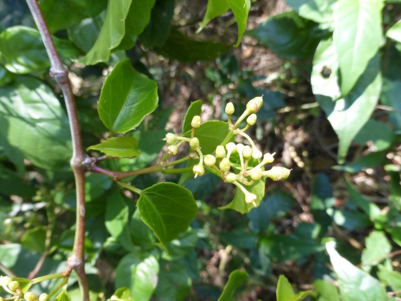 Cissus floribunda photo 2