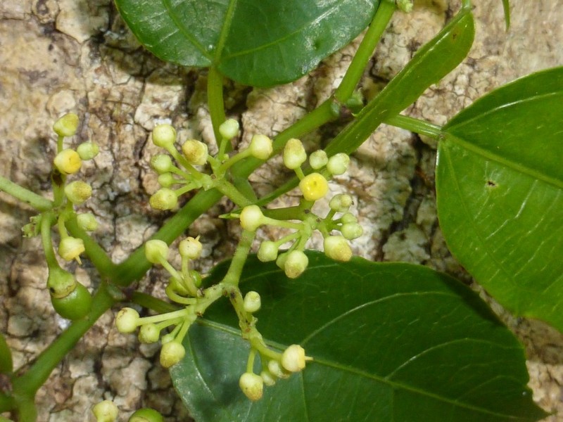 Cissus floribunda photo 3