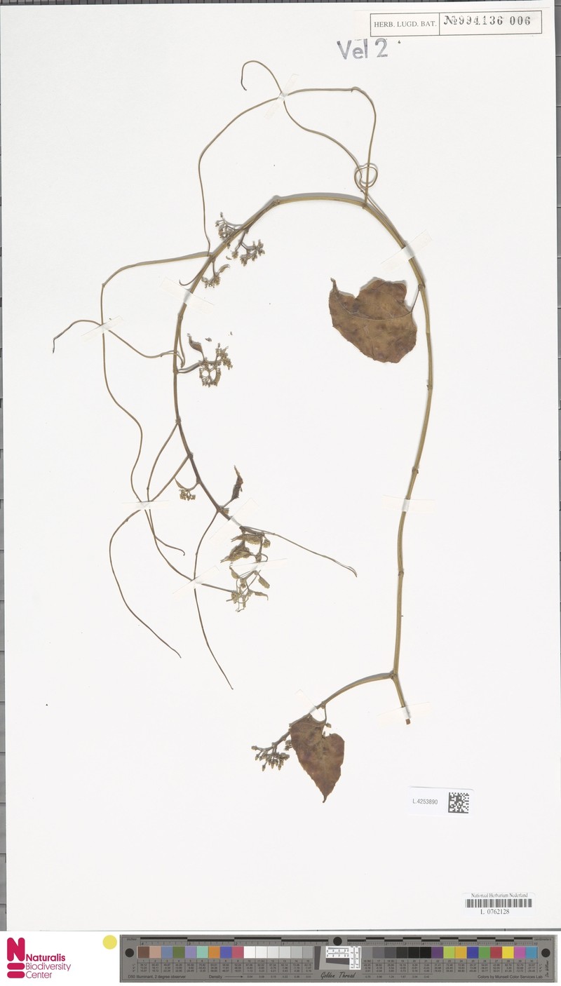 Cissus forsteniana