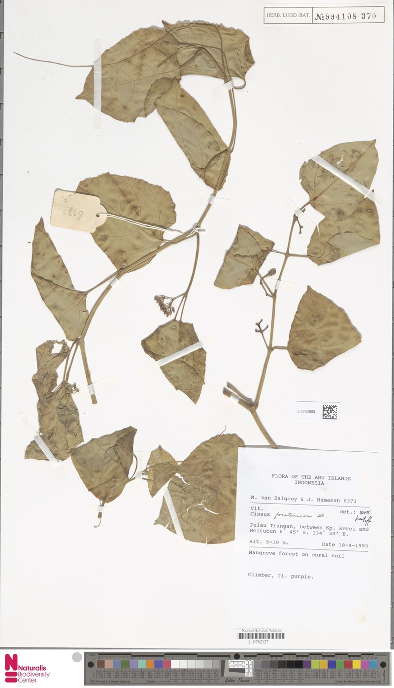 Cissus forsteniana photo 2
