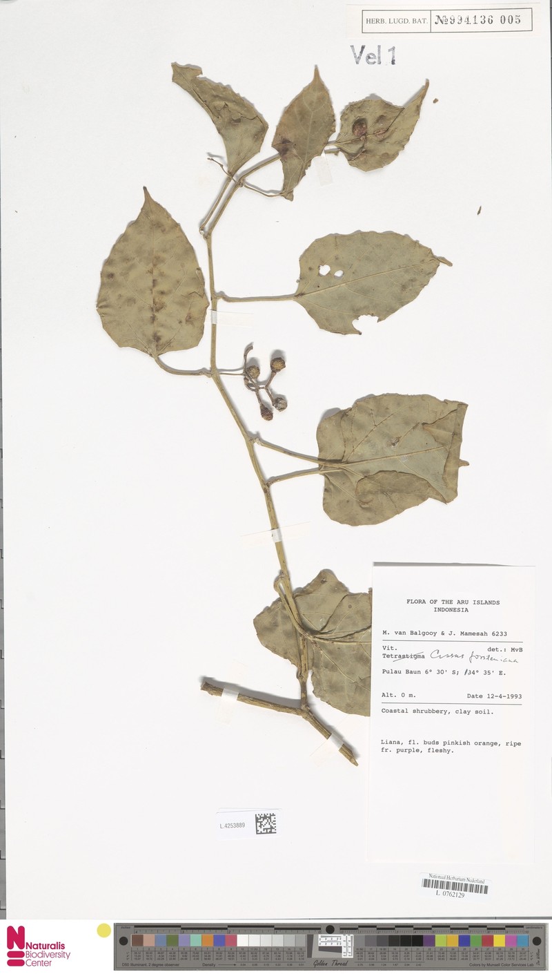 Cissus forsteniana photo 3