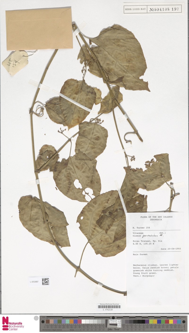 Cissus forsteniana photo 4