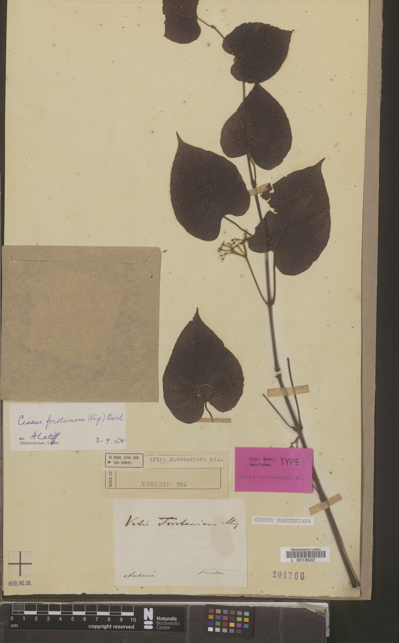 Cissus forsteniana photo 6