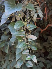 Cissus fragilis