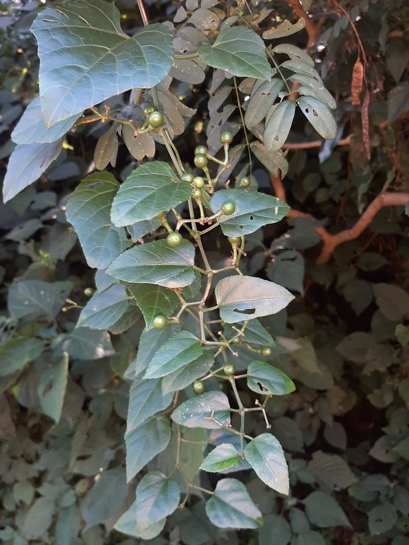 Cissus fragilis