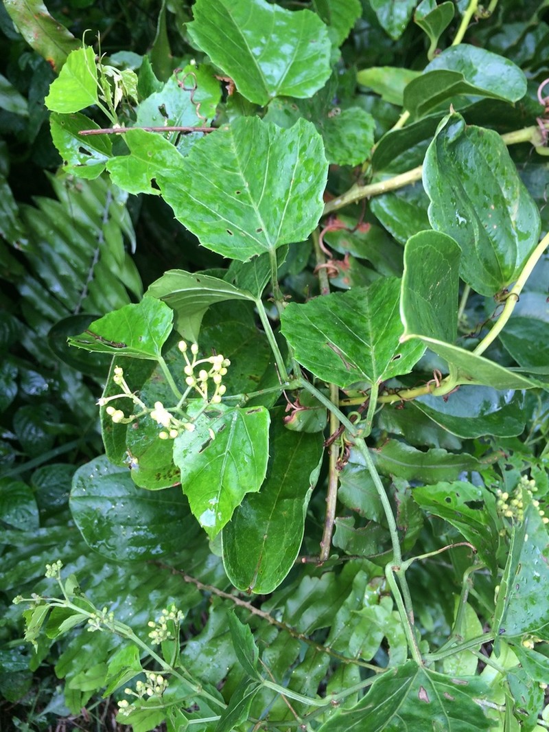 Cissus fragilis photo 2