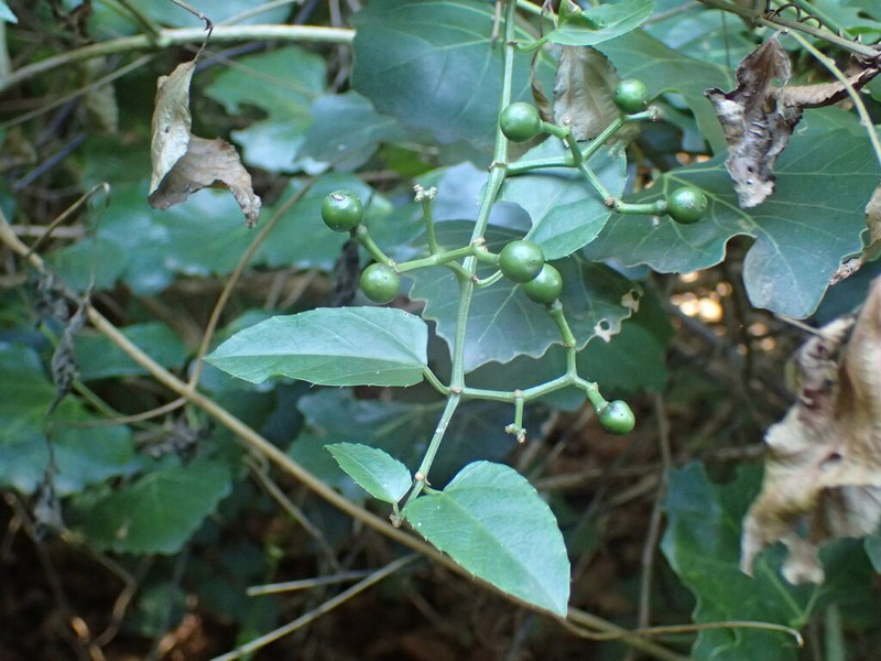 Cissus fragilis photo 3