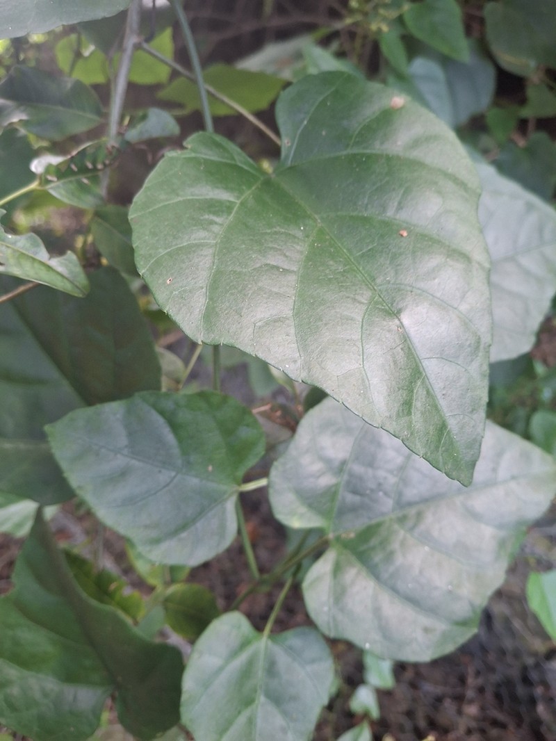 Cissus fragilis photo 4