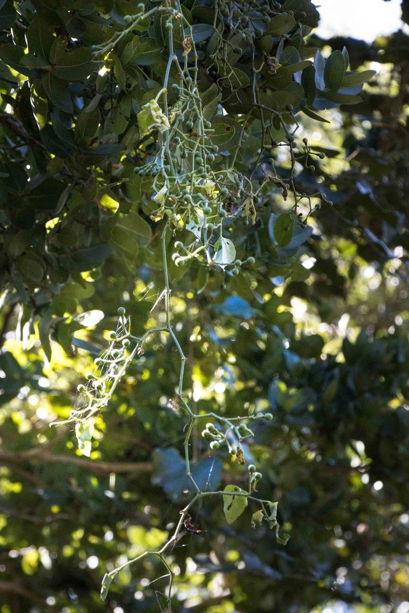 Cissus fragilis photo 5