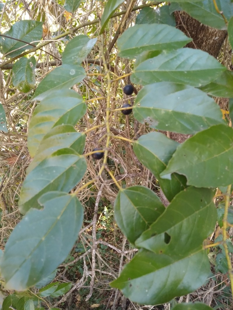 Cissus fragilis photo 6