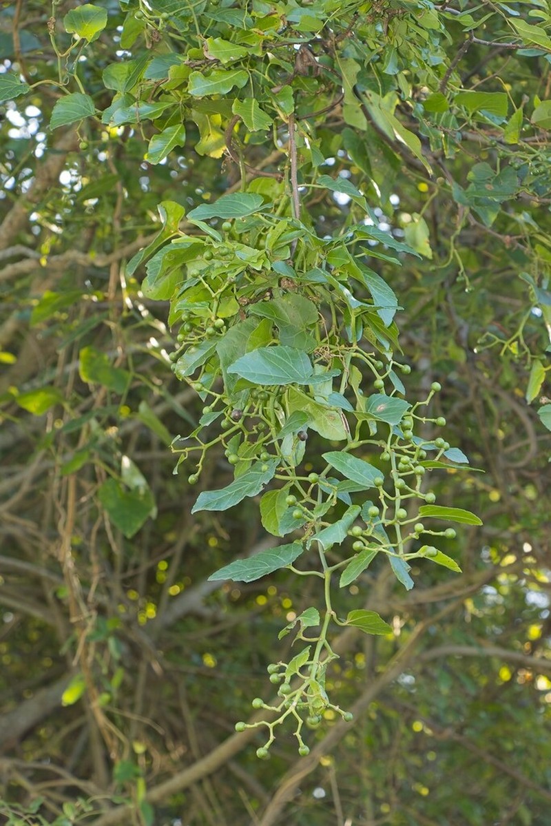 Cissus fragilis photo 7