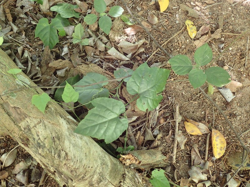 Cissus fragilis photo 8