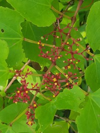 Cissus fuliginea
