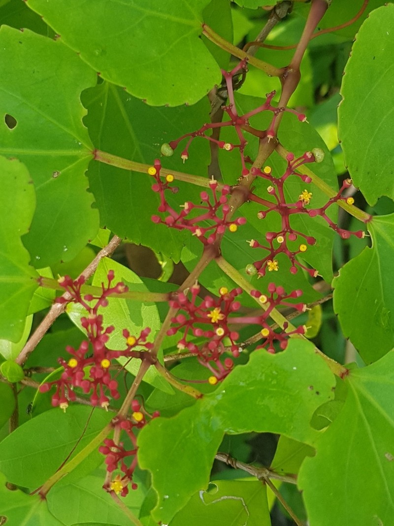 Cissus fuliginea