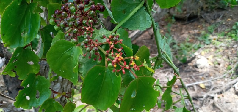 Cissus fuliginea photo 3
