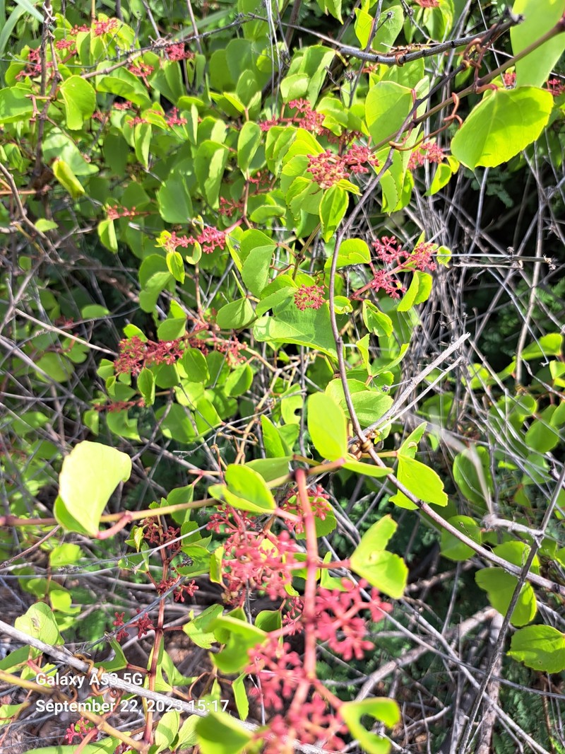 Cissus fuliginea photo 4