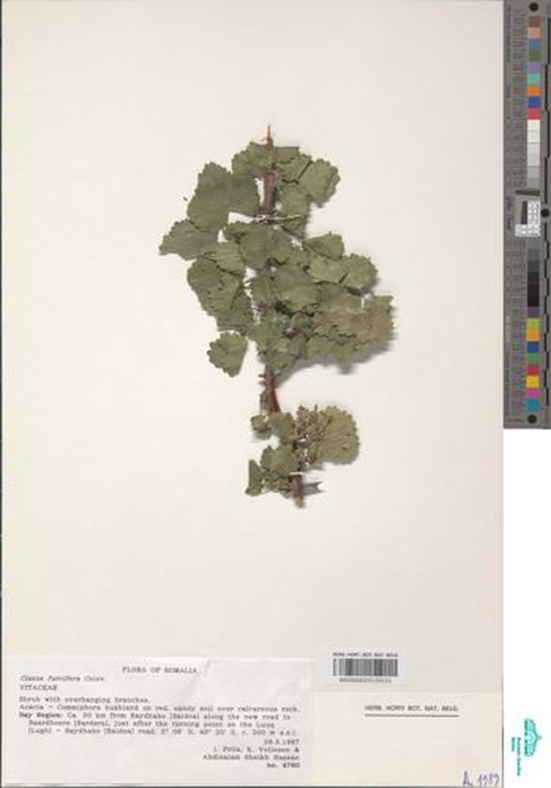 Cissus furcifera