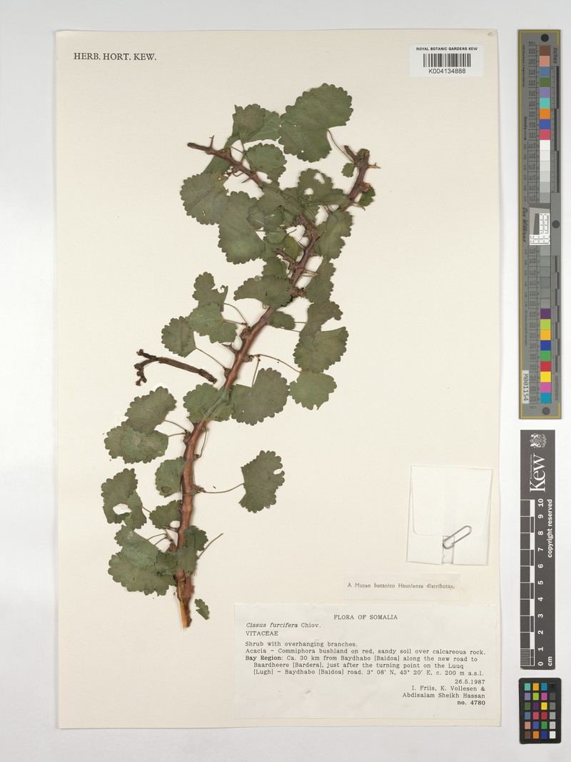 Cissus furcifera photo 2