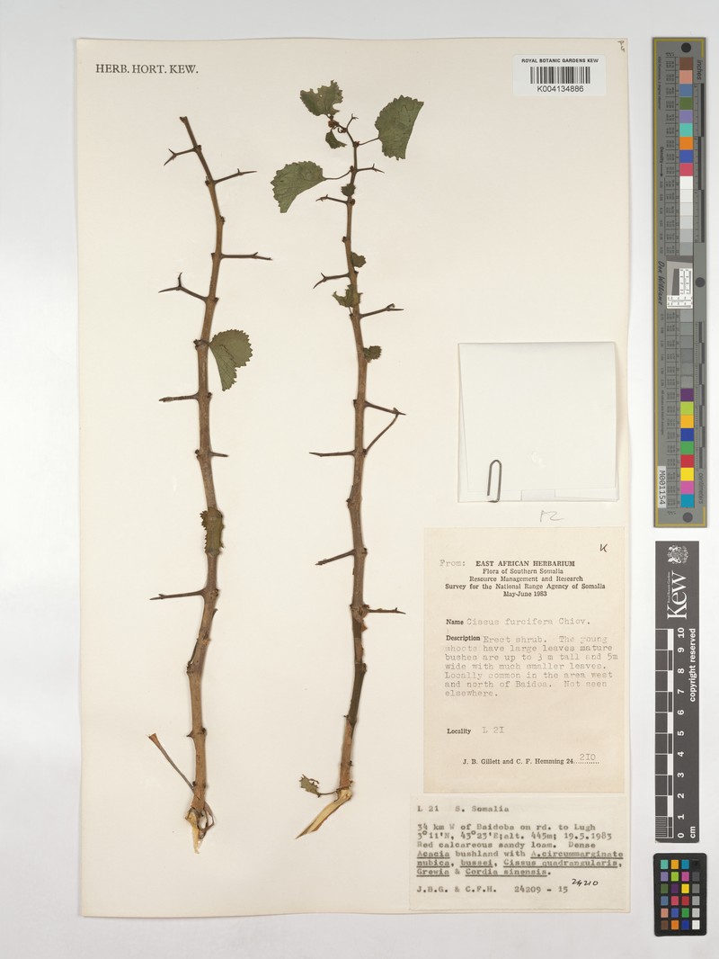 Cissus furcifera photo 3