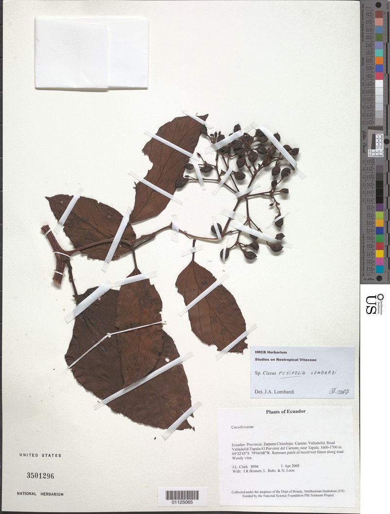 Cissus fusifolia